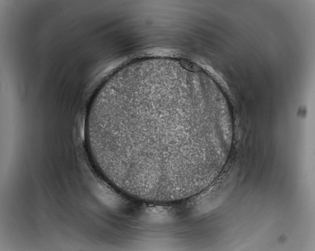 X0000099410062200805301355