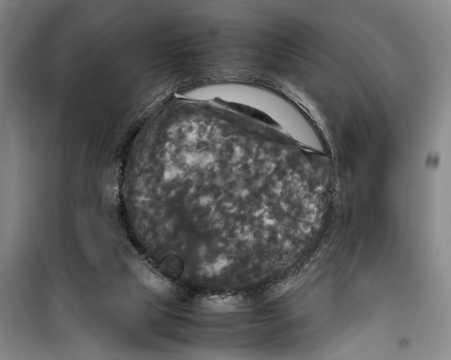 X0000099410065200805301355