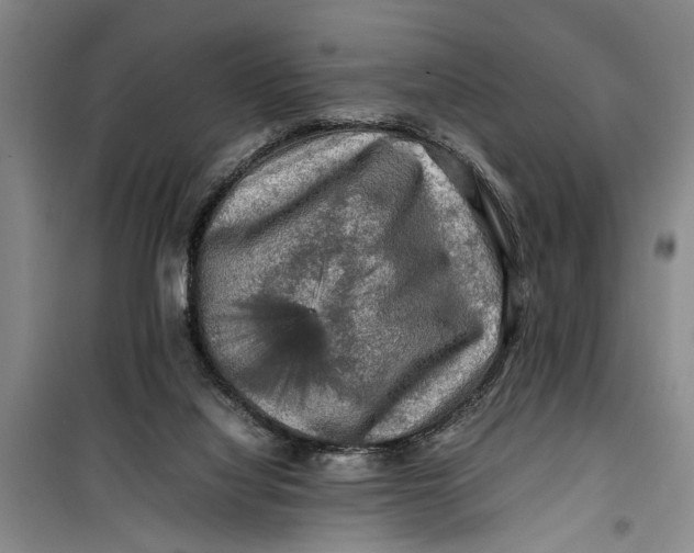 X0000099410068200805301355