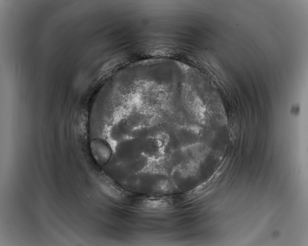 X0000099410175200805301353