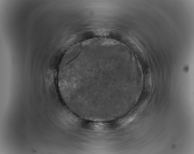 X0000099410229200805301352