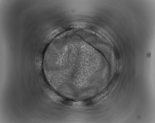 X0000099410309200805301351