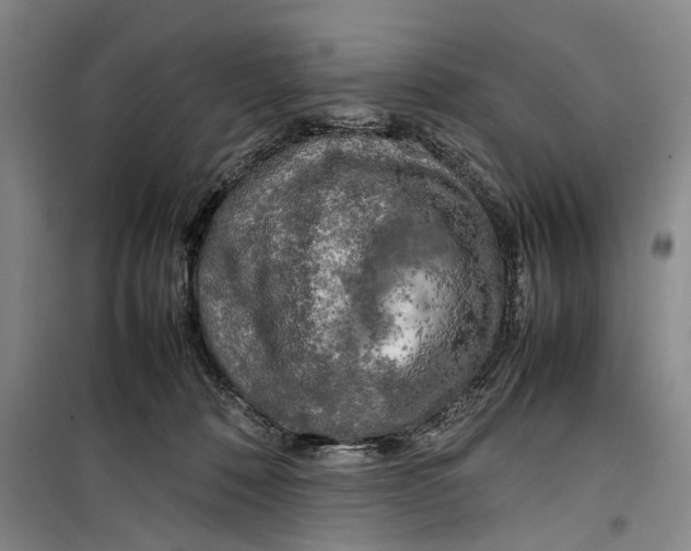 X0000099410320200805301351