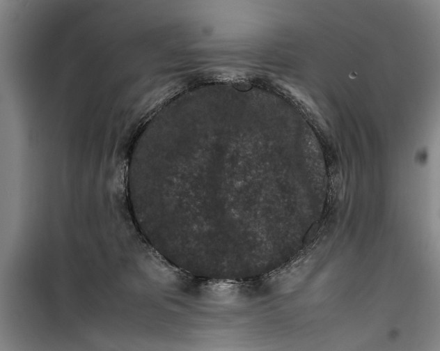 X0000099410325200805301351