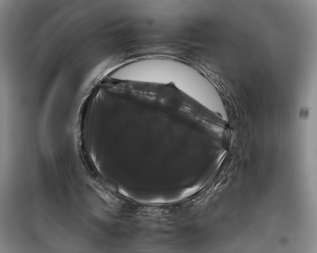 X0000099410339200805301350