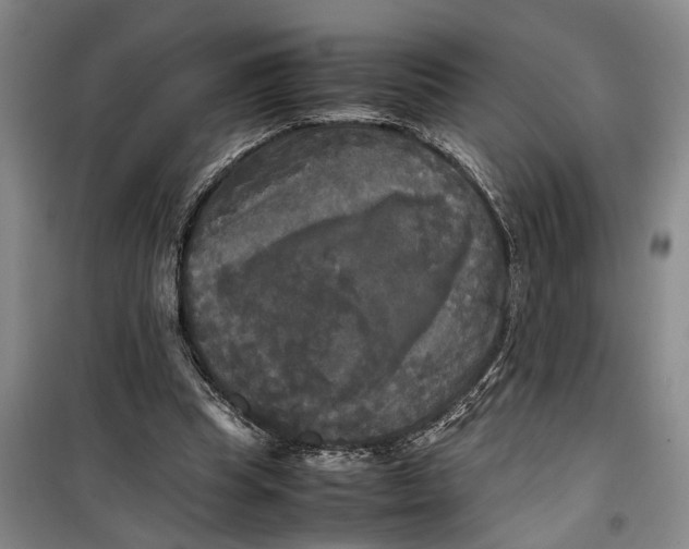 X0000099410345200805301350