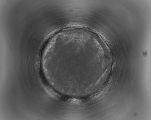 X0000099410352200805301350