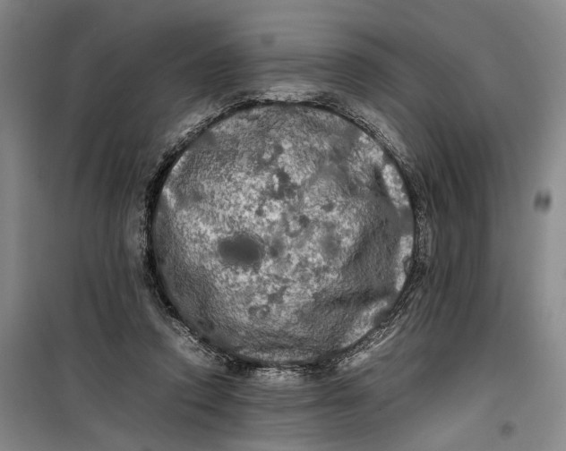 X0000099410354200805301350