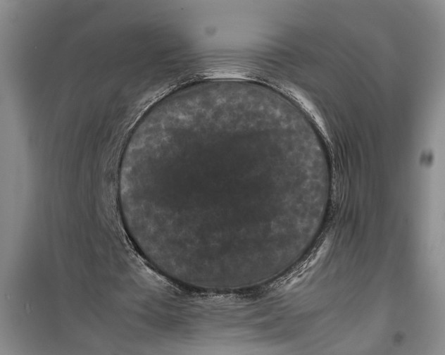 X0000099410385200805301350