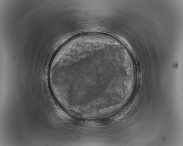 X0000099410389200805301350