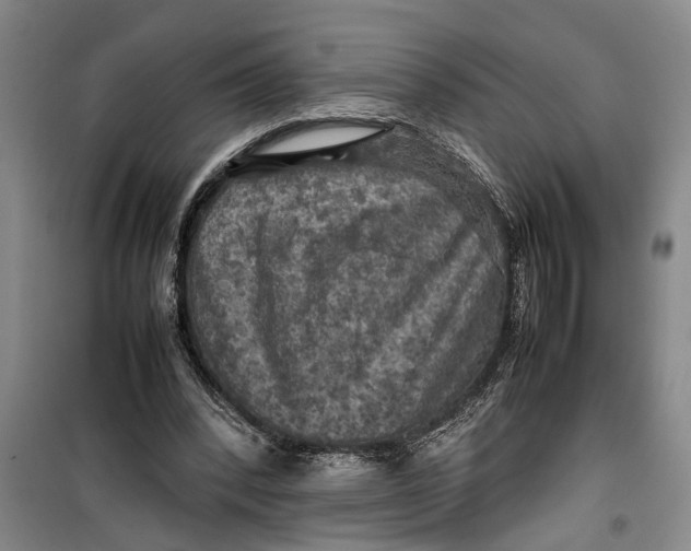 X0000099410392200805301350