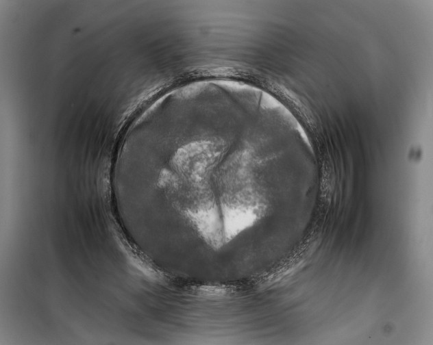 X0000099410394200805301350