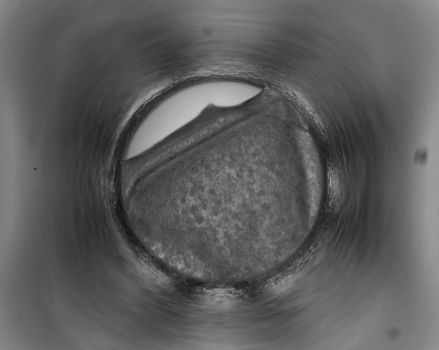 X0000099410396200805301350