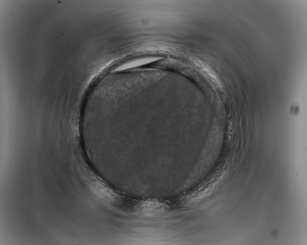 X0000099410399200805301350