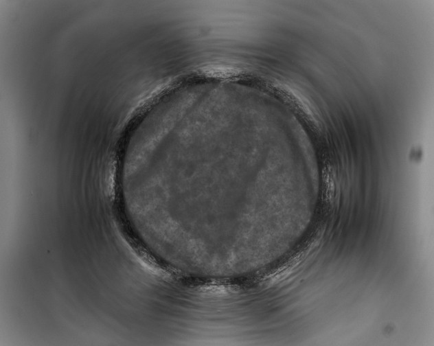 X0000099410404200805301350