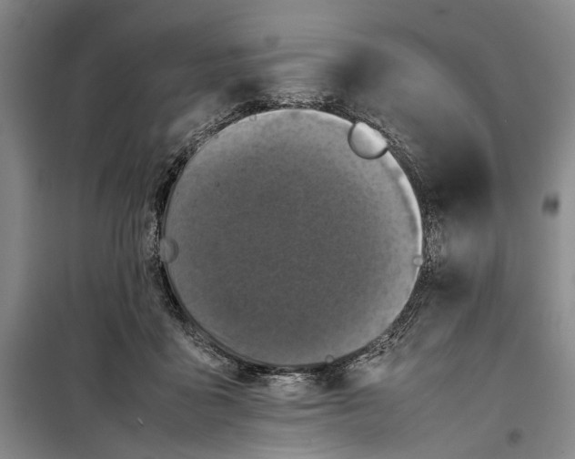 X0000099410411200805301350