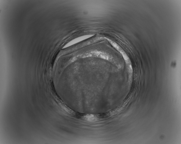 X0000099410425200805301350