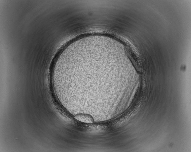 X0000099410439200805301349