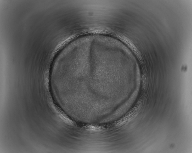 X0000099410442200805301349