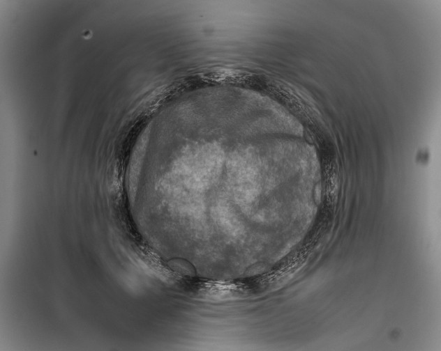 X0000099410607200805301347