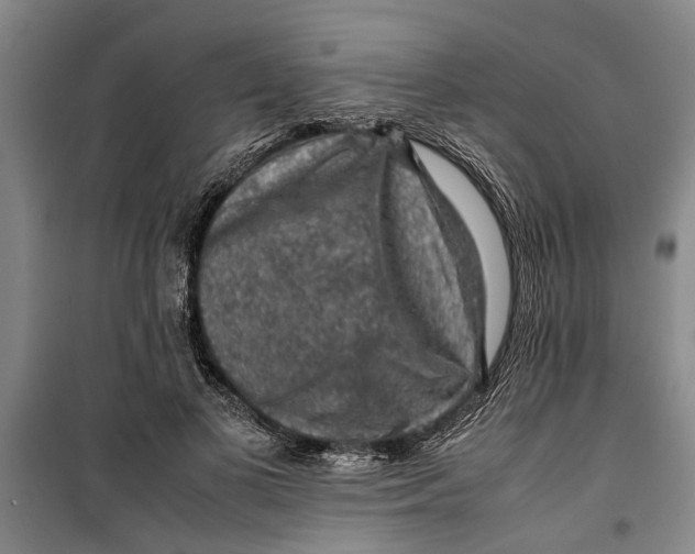 X0000099410693200805301346