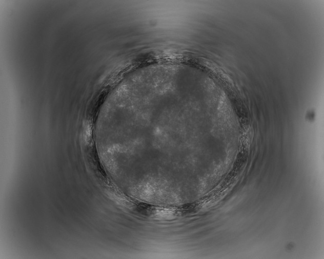 X0000099410709200805301345