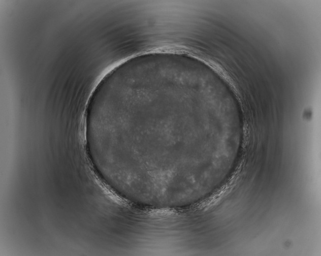 X0000099410838200805301344