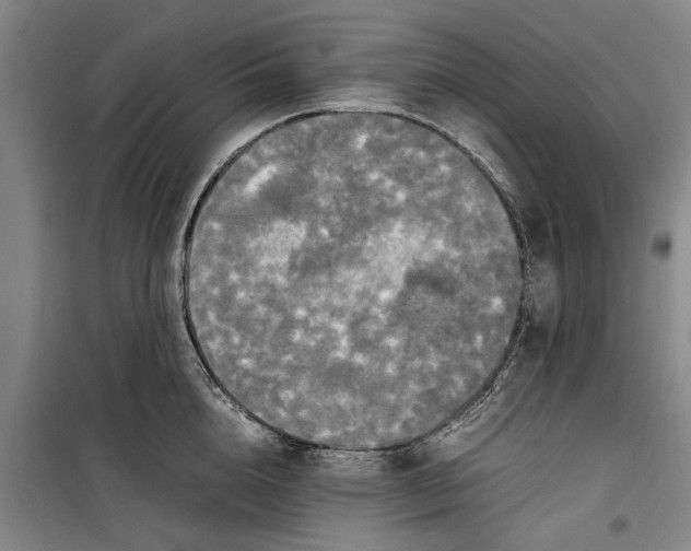 X0000099410856200805301344