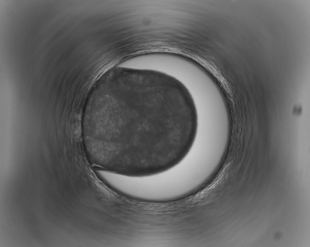 X0000099410889200805301343