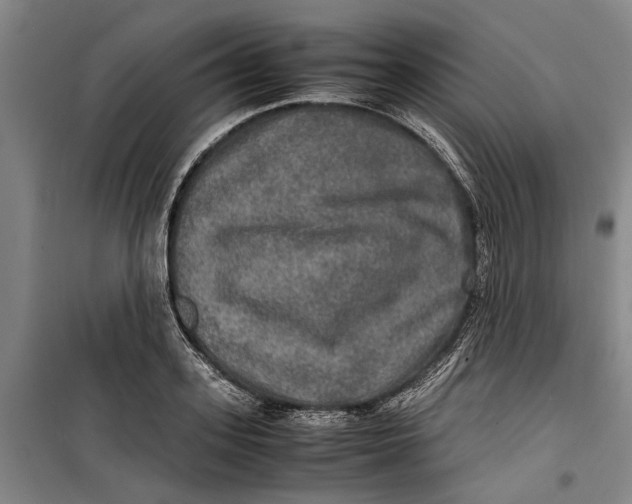 X0000099410939200805301342