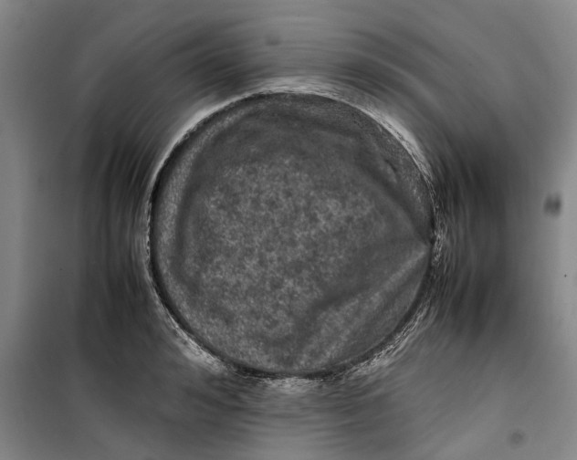 X0000099410992200805301342