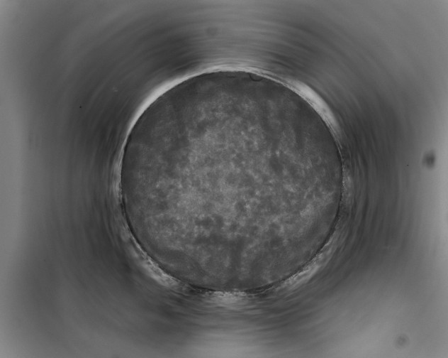 X0000099411052200805301341