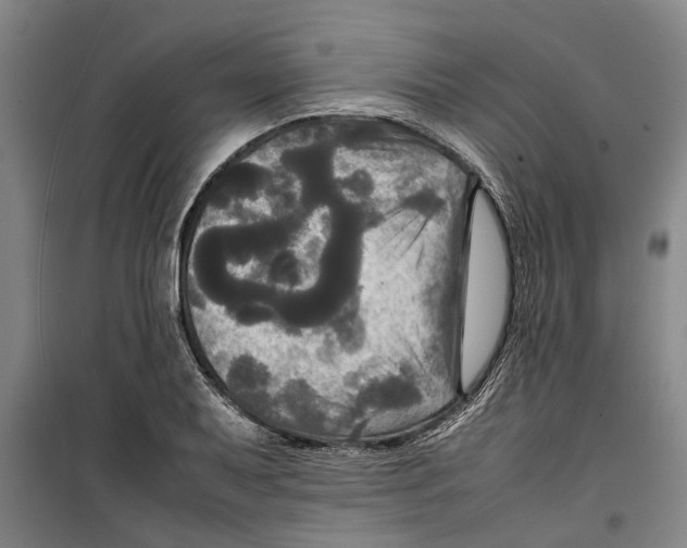 X0000099411079200805301340