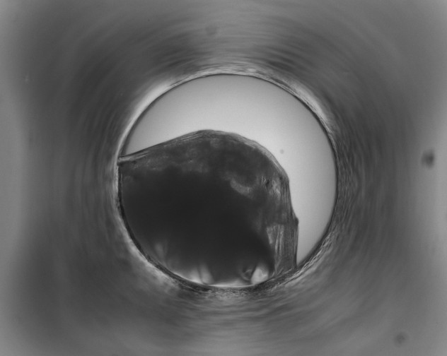 X0000099411095200805301340