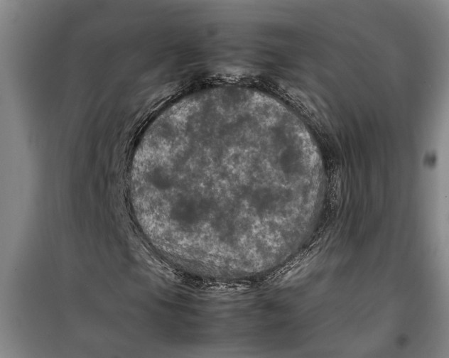 X0000099411105200805301339