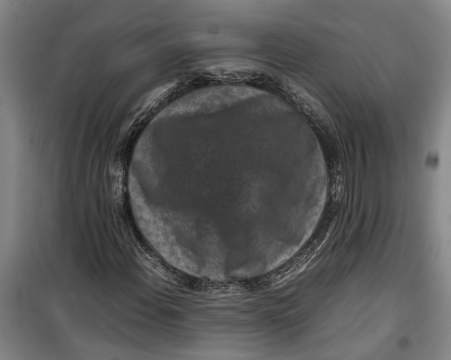 X0000099411108200805301339