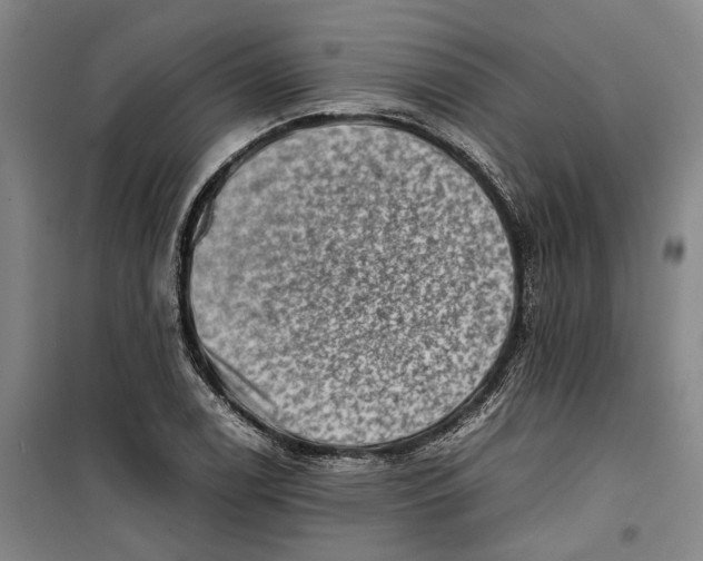 X0000099411122200805301340