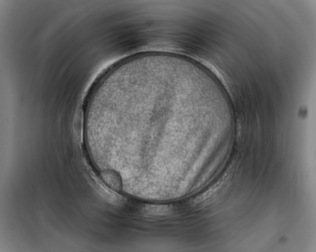 X0000099411123200805301340