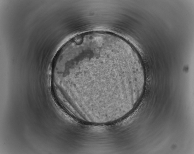 X0000099411126200805301340