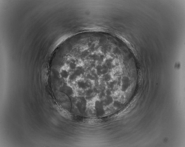 X0000099411163200805301339