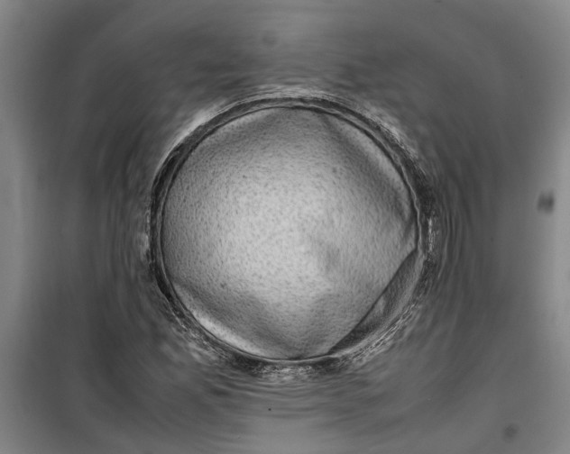 X0000099411165200805301339