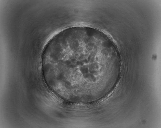 X0000099411167200805301339