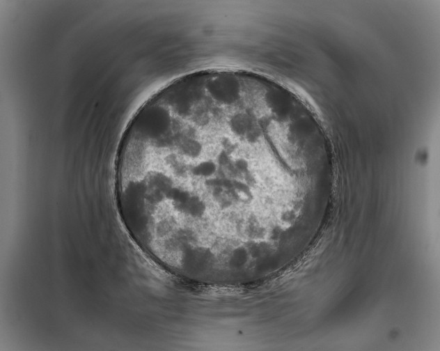 X0000099411183200805301339