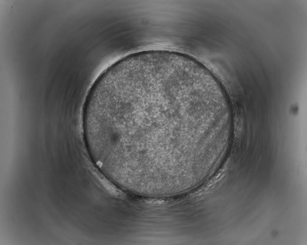 X0000099411230200805301338