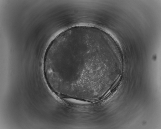 X0000099411237200805301338