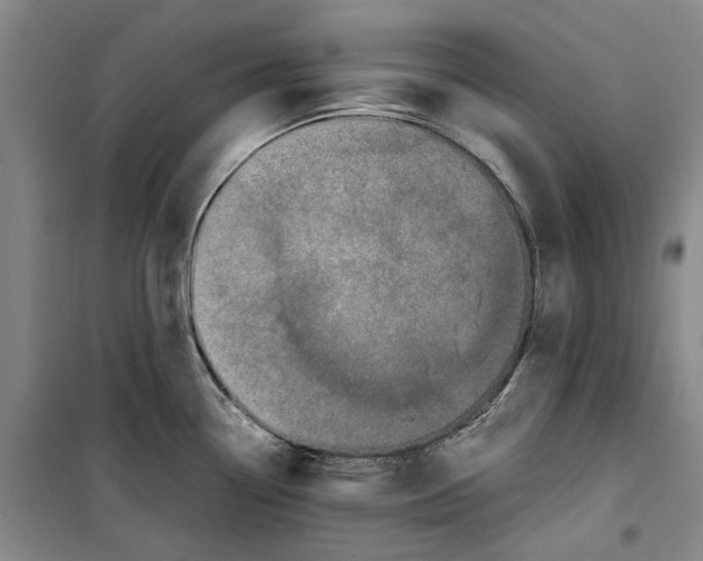 X0000099411338200805301337