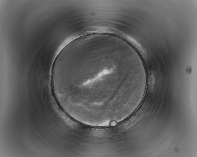 X0000099411378200805301336