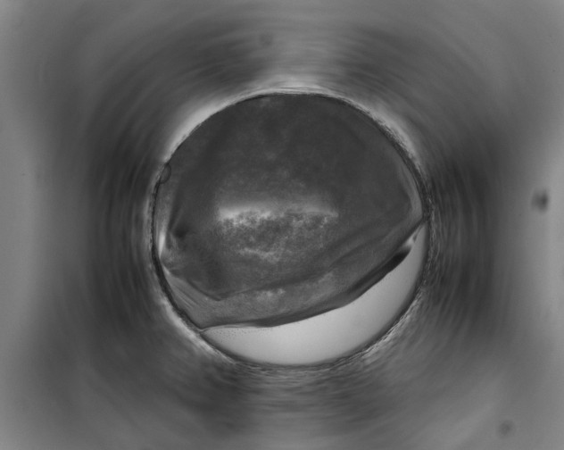 X0000099411382200805301336