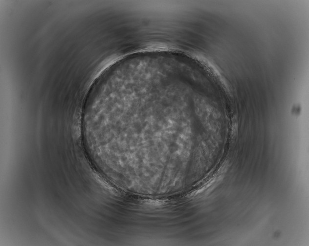 X0000099411409200805301336