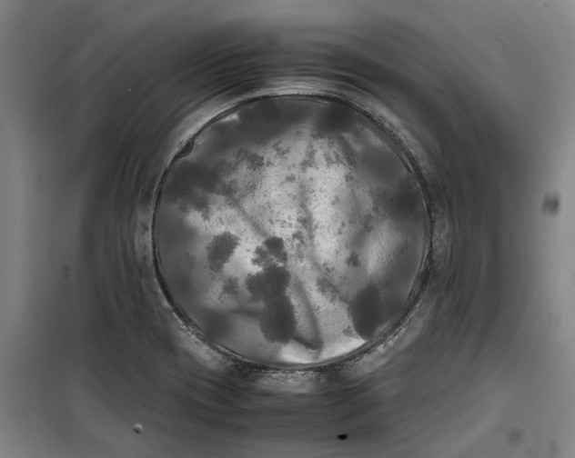 X0000099411417200805301336